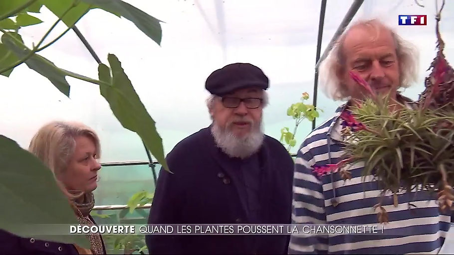 TF1 : Musique - des plantes qui chantent ?